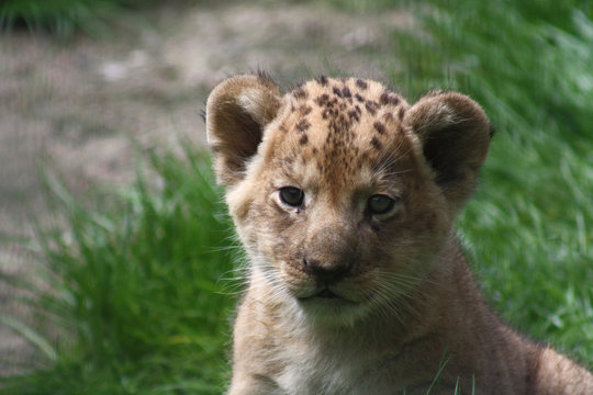 L&ouml;wenbaby