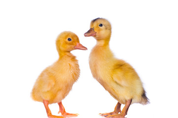 yellow ducklings