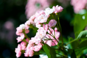 Obraz premium Cherry tree branch in bloom