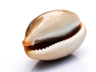 Sea snail