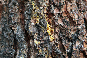 Baumharz - pine resin