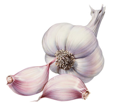 Knoblauch