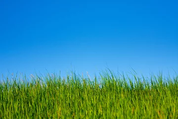 Foto op Plexiglas grass and sky © Maksud