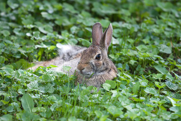 Jack Rabbit