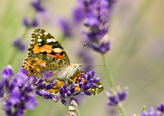 Distelfalter auf Lavendel