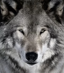 Foto auf Acrylglas Grauer Wolf © nialat