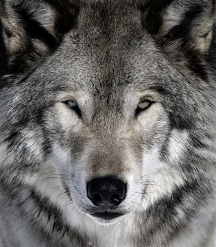 Gray Wolf
