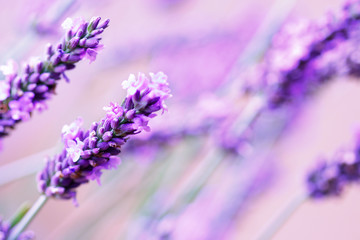 lavender