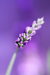 lavender