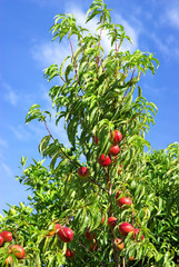 A peachs on tree.