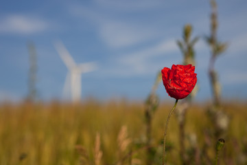 Flower in front of a windmill