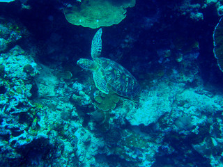 seaturtle_01