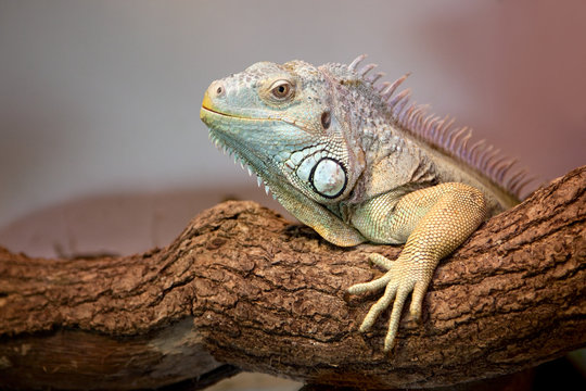 Gr&uuml;ner Leguan Iguana iguana