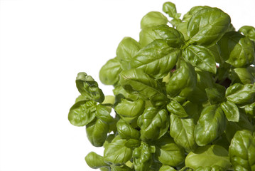 basil isolated on a white background