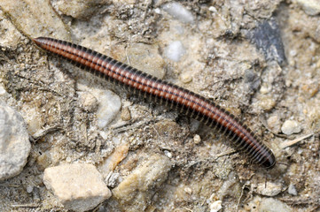 Mille-pattes sur une pierre
