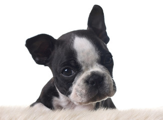 Boston terrier puppy