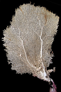 algue fossilis&eacute;e