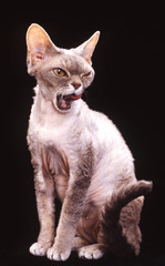 chat de race rex devon assis de face sur fond noir - studio