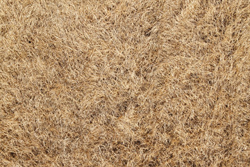 Dry burnt dead grass natural abstract background.