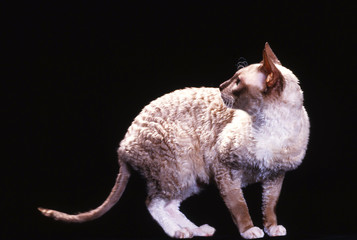 chat de race rex cornish de profil retourné sur fond noir-studio