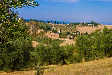 Fototapeta na wymiar Olive trees field in the hills of Toscane