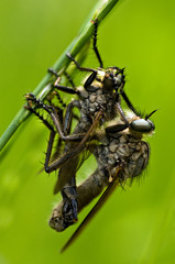 copulation of insects