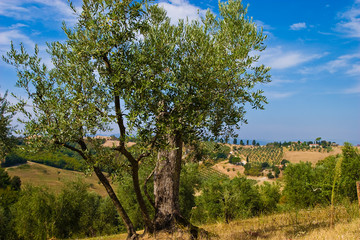Olive trees field in the hills of Toscane