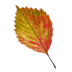 Fototapeta na wymiar one leaf