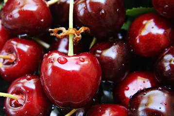cherry - organic cherries