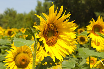 Fototapeta premium Girasole