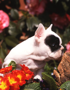 322 Best Bebe Chien Images Stock Photos Vectors Adobe Stock