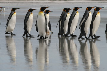 Obraz na płótnie Canvas King Penguins