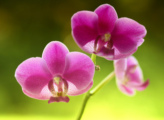 orchid natural flower