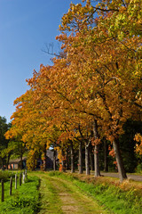 Naklejka premium Landscape in autumn of a road with trees