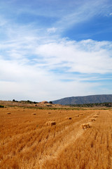 Fototapeta premium Summertime in Spain - wheat field