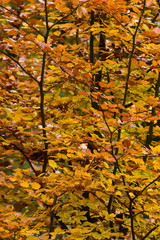 Tree in a forest with autumn leaves