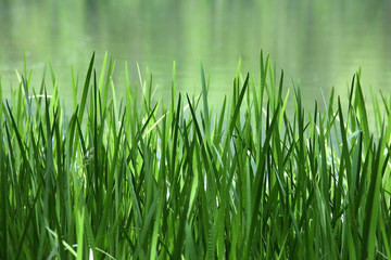 Green Reed on a Lake