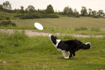 Dog catching disc