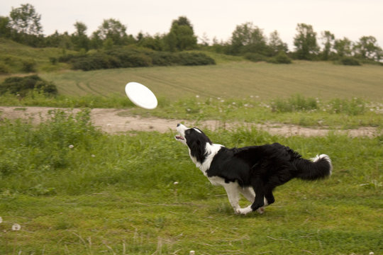 Dog catching disc