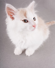 Obraz premium funny white kitten