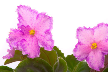 Fresh violets isolated on white background