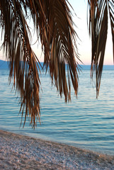 Naklejka premium Palm tree on a beach at sunset 2