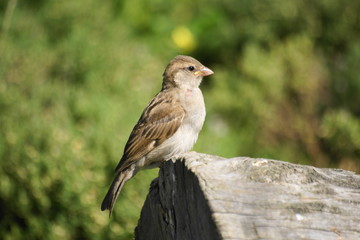 SONY DSC
