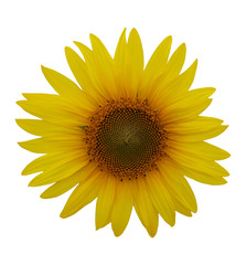 tournesol