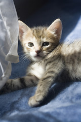 orange kitten