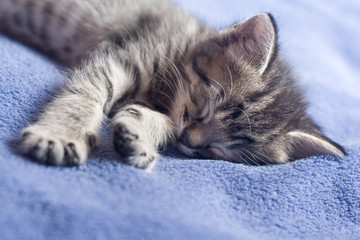 kitty napping