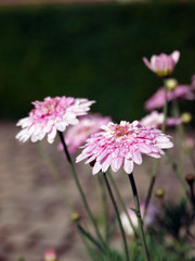 Obraz premium allée fleurie