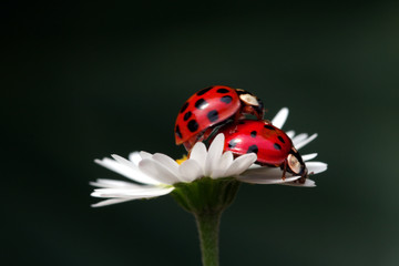Liebe