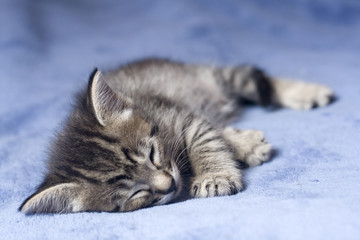 Cachorro de gato