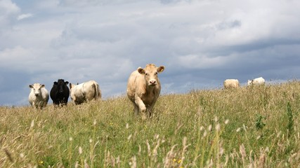 Obraz premium Bullocks